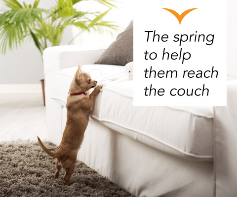 The spring to help them reach the couch. GlycoFLEX is: The spring to help them reach the couch.