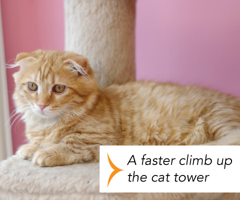 A faster climb up the cat tower. GlycoFLEX is: A faster climb up the cat tower.