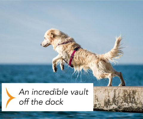 An incredible valut off the dock. GlycoFLEX is: An incredible vault off the dock.