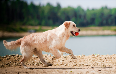 Golden retriever with red ball in mouth