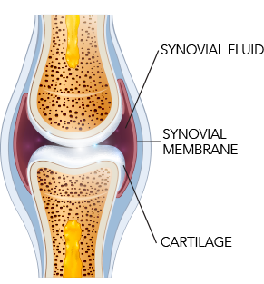 synovial fluid image