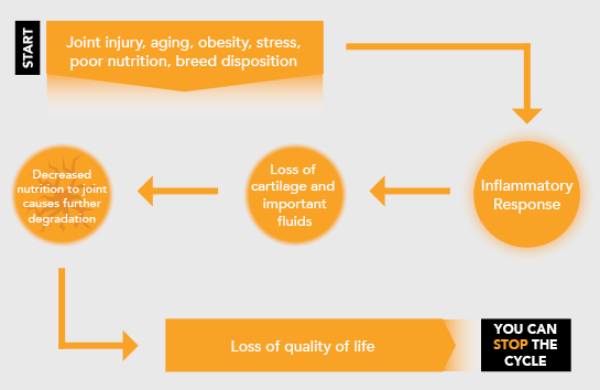 Diagram illustrating the cycle of joint problems: starting with injury, breed disposition, and other risk factors, proceeding to an inflammatory response and loss of cartilage and important fluids. Decreased nutrition to the joint causes further degradation. This leads to a loss of quality of life - but you can stop the cycle.